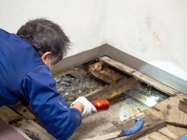 Best Same-Day Mold Removal  in Wellsville, MO