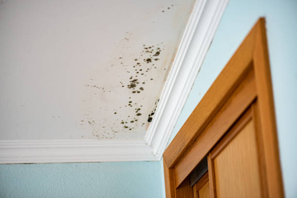 Best Mold Removal Near Me  in Wellsville, MO