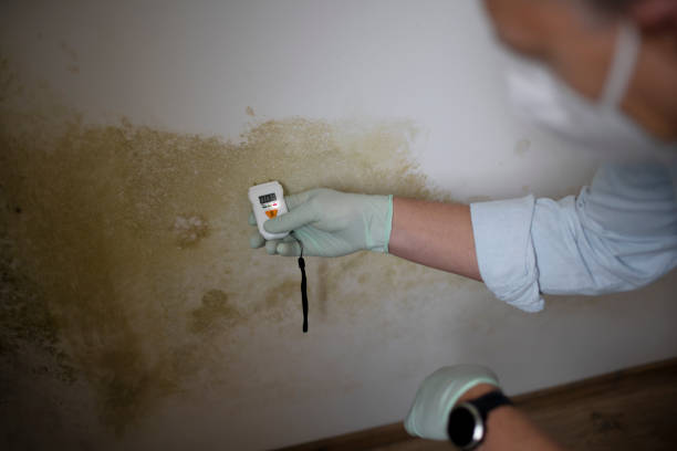 Home Mold Removal in Wellsville, MO