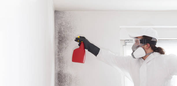 Best Local Mold Removal Service  in Wellsville, MO