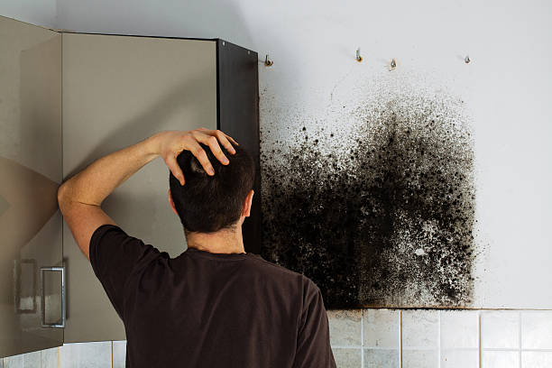 Best Mold Remediation Services  in Wellsville, MO