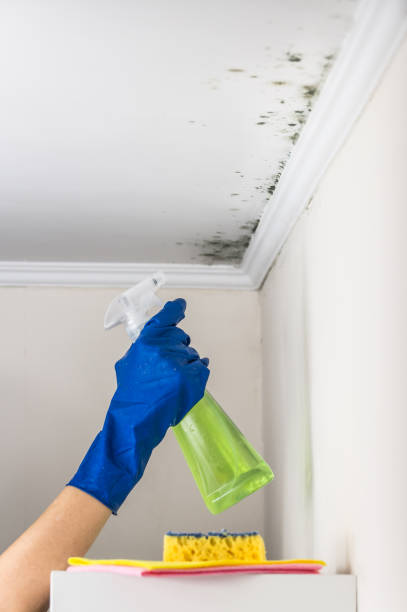 Office Mold Removal Services in Wellsville, MO