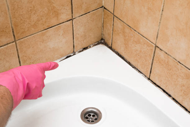 Best Toxic Mold Removal  in Wellsville, MO
