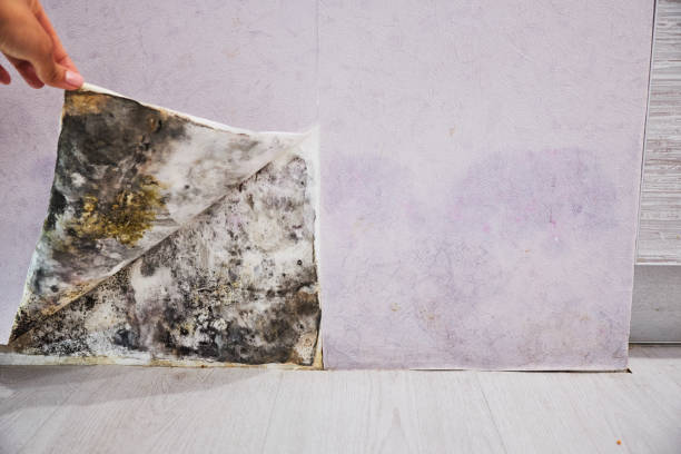 Best Mold Removal Near Me  in Wellsville, MO